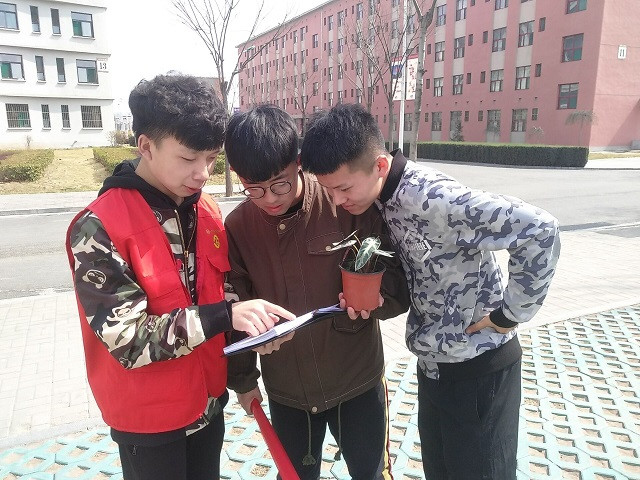 青春飘舞 希望绿植